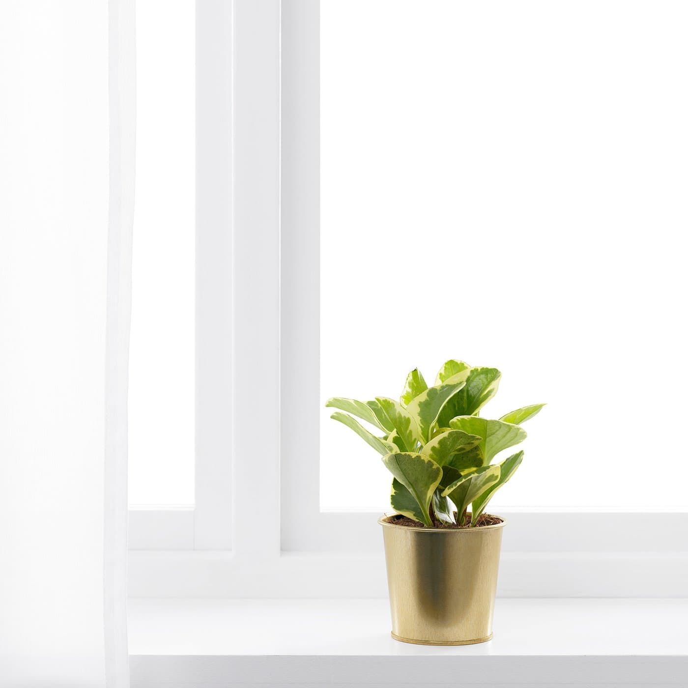 DAIDAI Plant pot — image 6