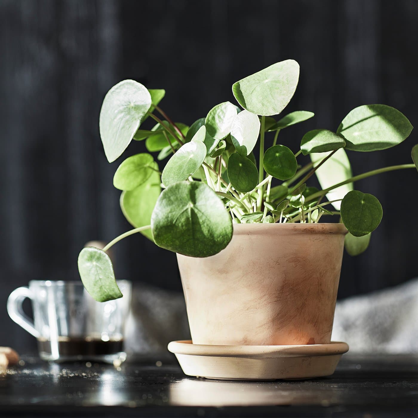 MUSKOTBLOMMA Plant pot with saucer - in/outdoor terracotta 12 cm — image 5